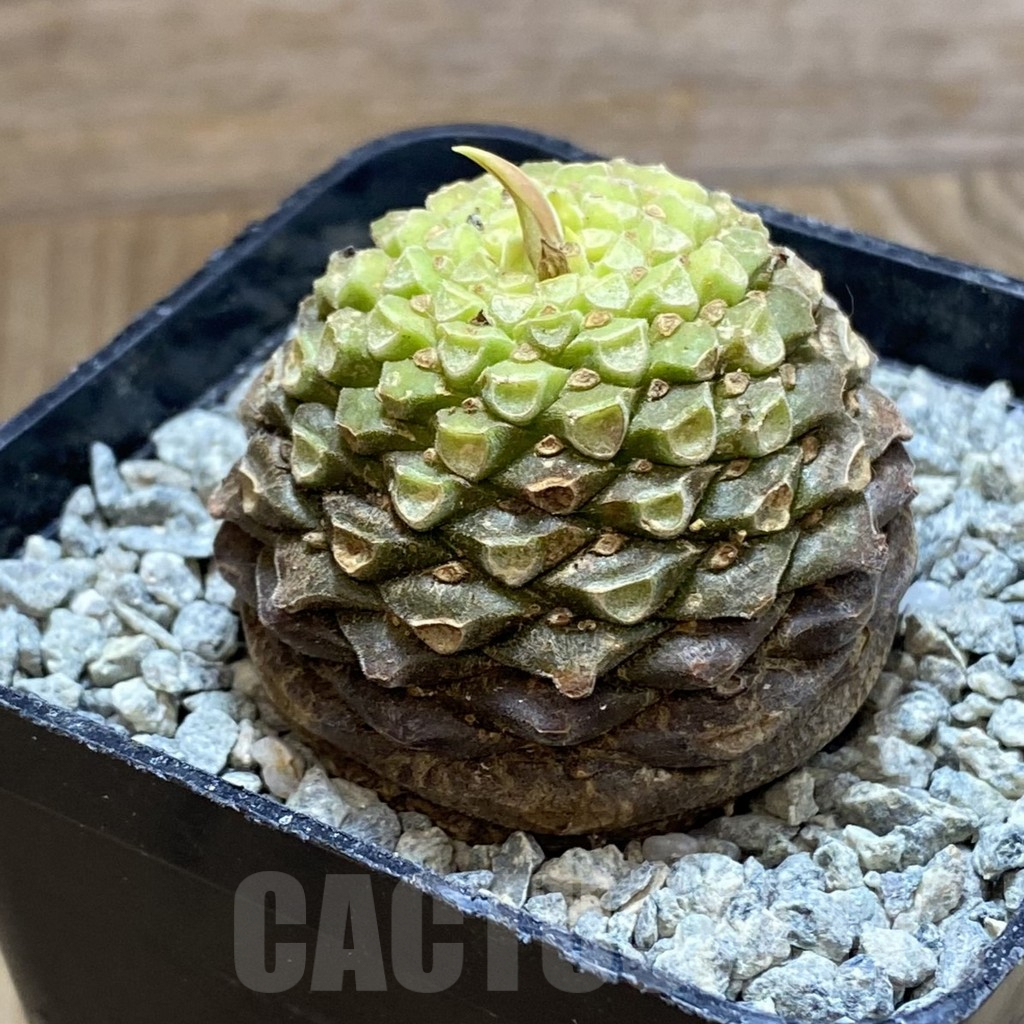 SH13844 Euphorbia bupleurifolia - Imagen 2