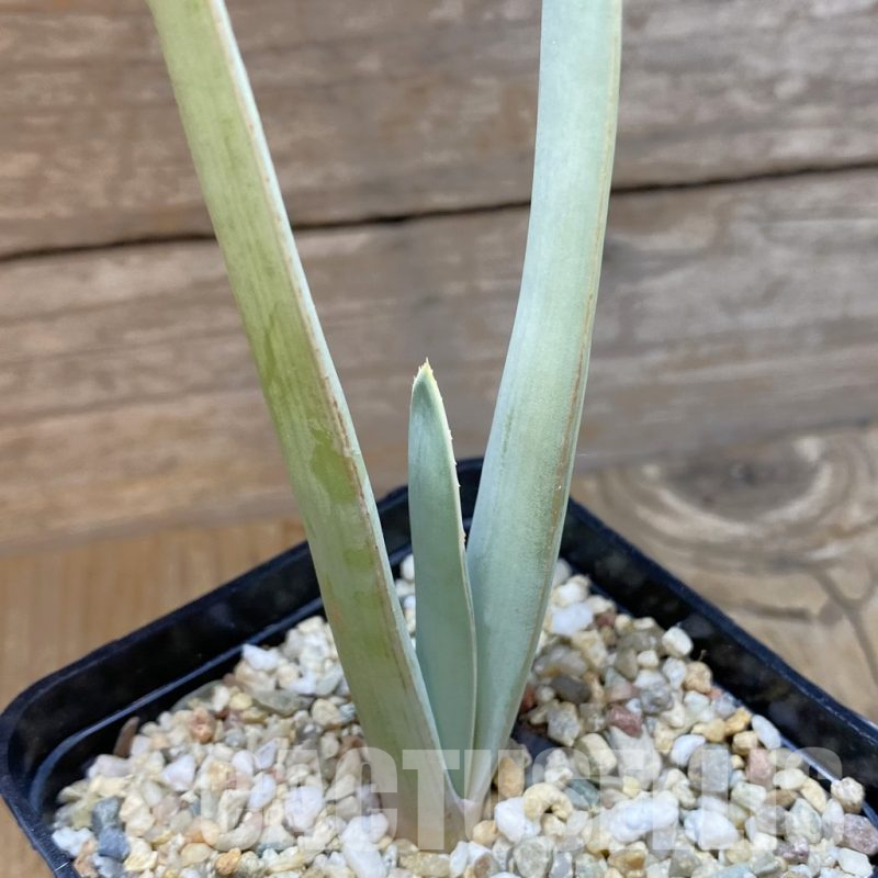 SH13846 Aloe plicatilis