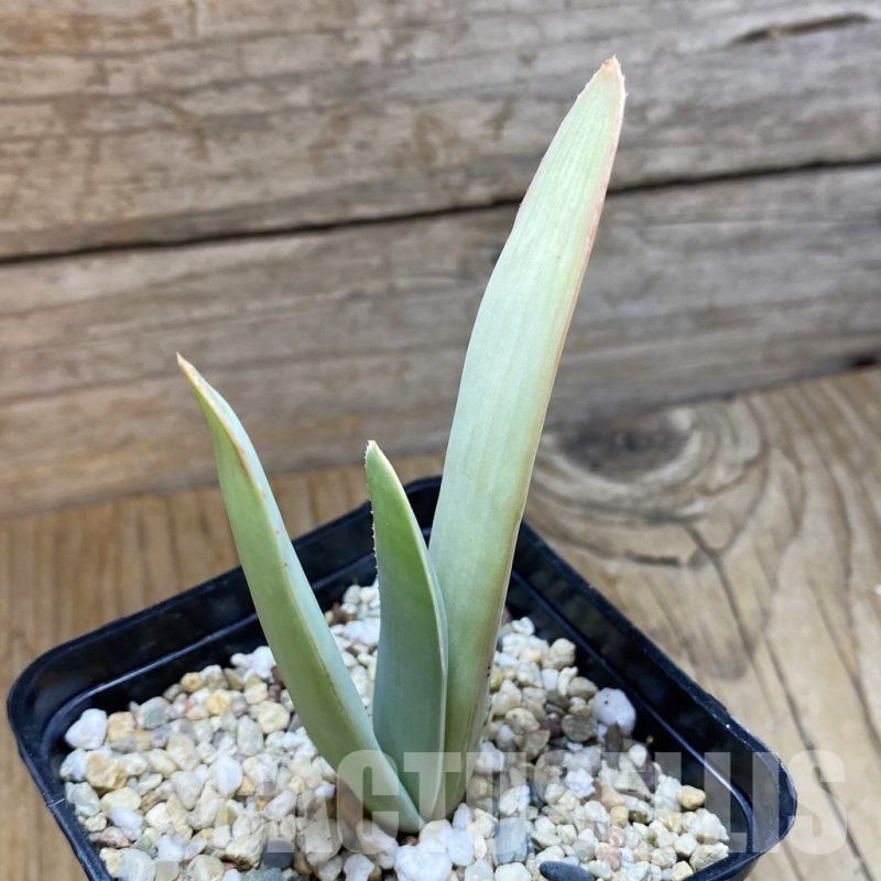 SH13847 Aloe plicatilis