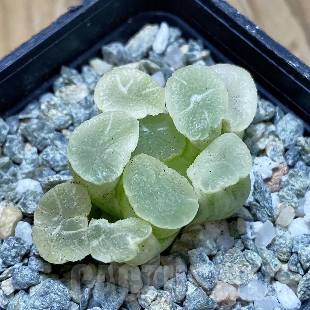 SH13848 Haworthia maughanii ‘White Brocade of All Things’