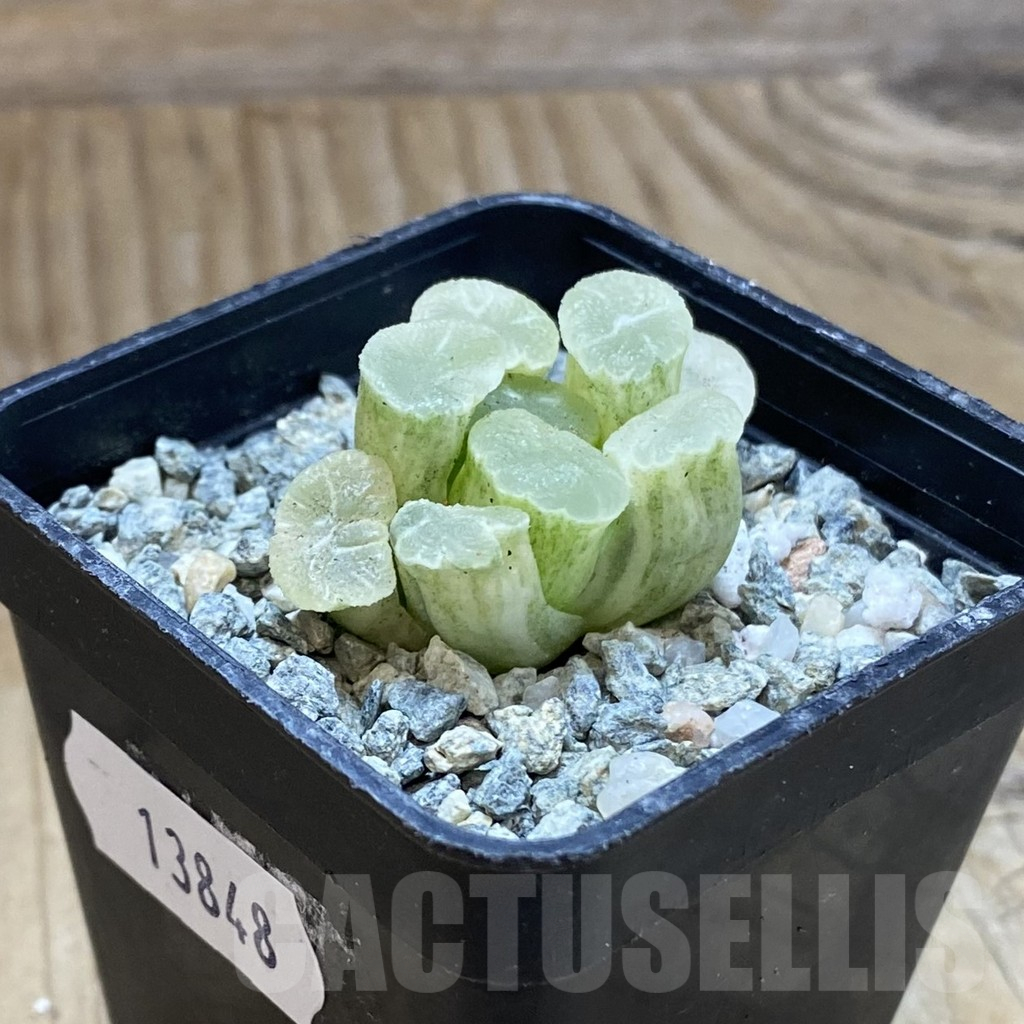 SH13848 Haworthia maughanii ‘White Brocade of All Things’ - Image 2