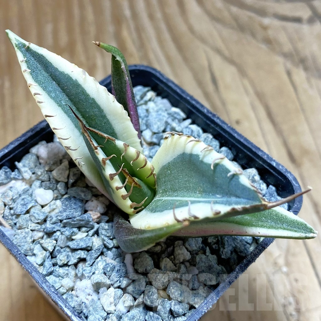 SH13850 Agave titanota f. variegata ‘Snaggle Tooth’