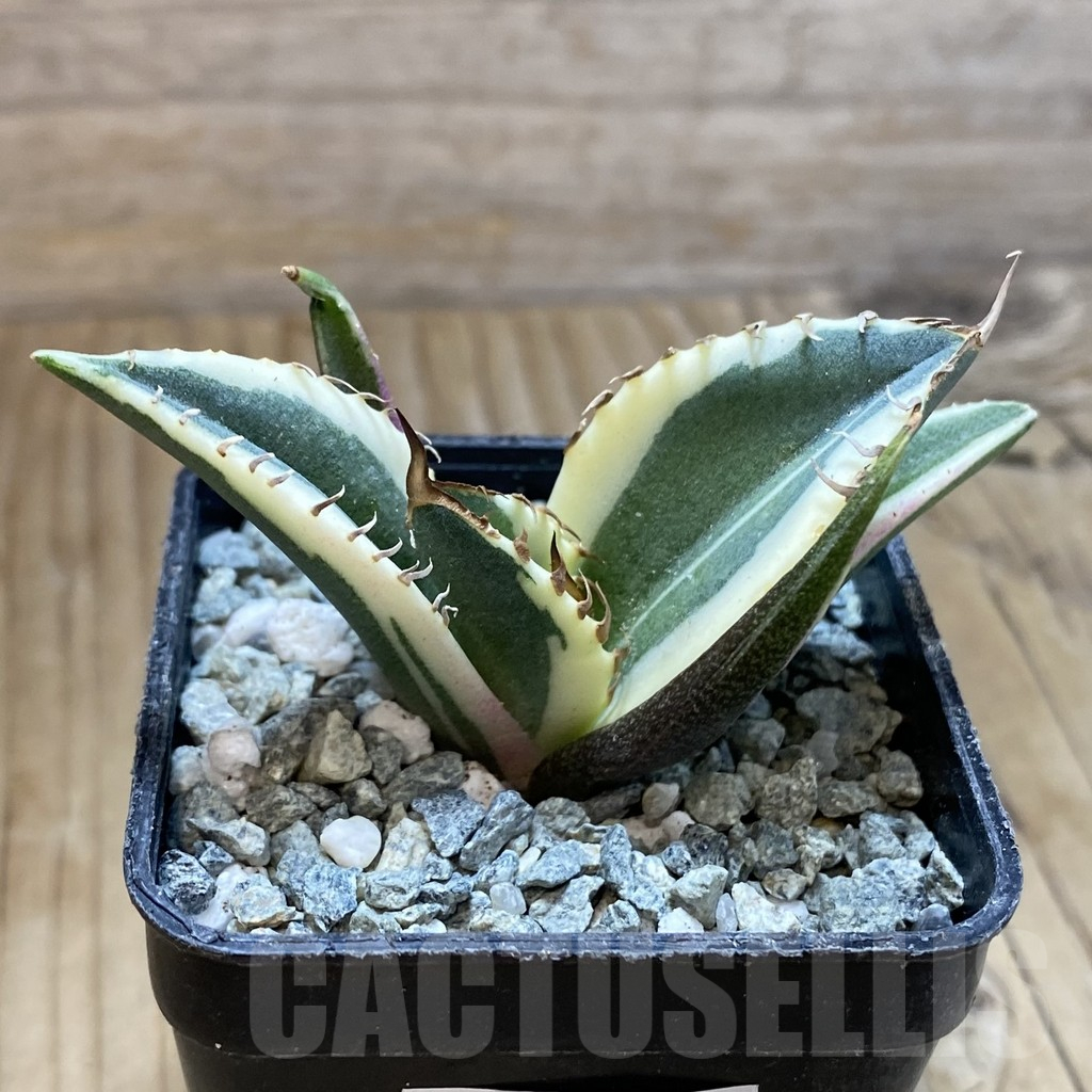 SH13850 Agave titanota f. variegata ‘Snaggle Tooth’ - Image 2
