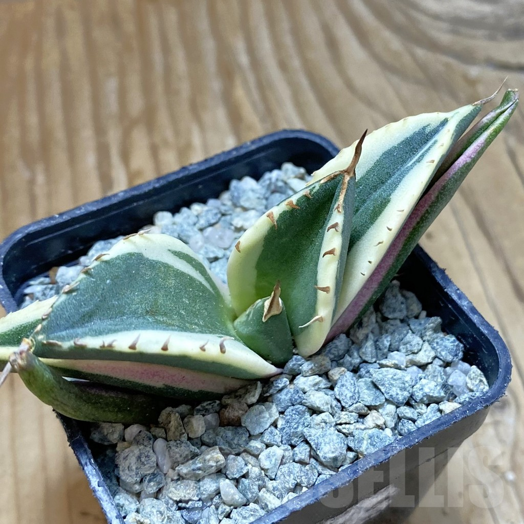 SH13851 Agave titanota f. variegata ‘Snaggle Tooth’