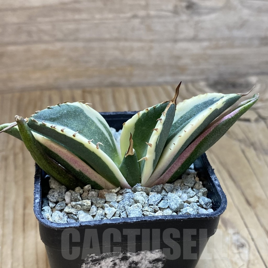 HIDDEN AGAVE ジェレミー Titanota Creep　タグ付き 20251004 アガベ・チタノタ（ノーネーム）(小株)-010｜agave