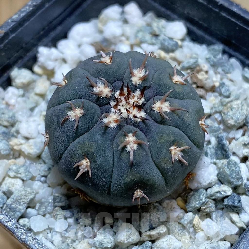 SH13852 Gymnocalycium spegazzinii v. unguispinum SL 443