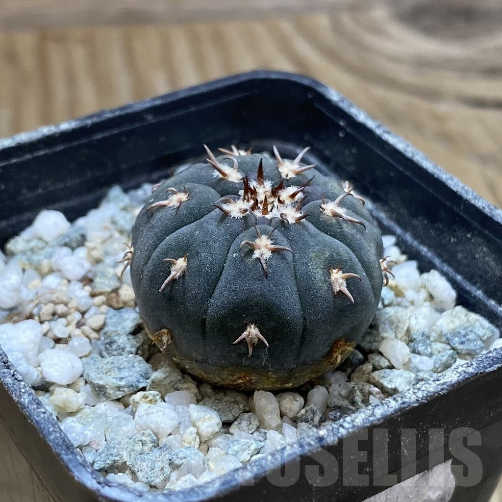SH13852 Gymnocalycium spegazzinii v. unguispinum SL 443 - 画像 (2)