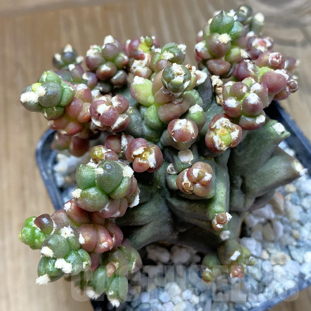 SH13856 Gymnocalycium mihanovichii ‘Transformer’