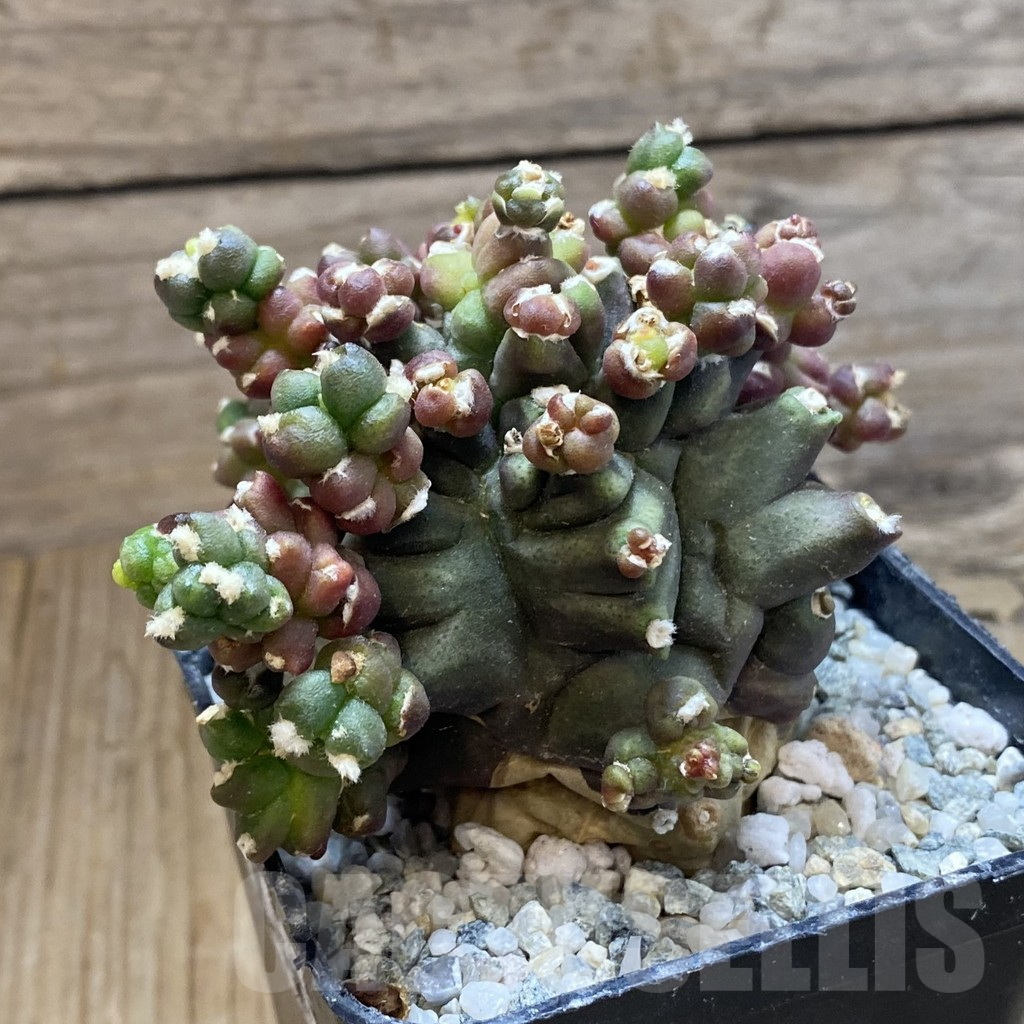 SH13856 Gymnocalycium mihanovichii ‘Transformer’ - immagine 2