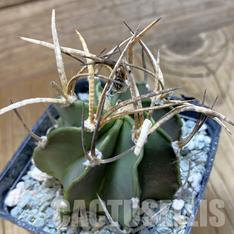 SH13857 Astrophytum crassispinum 'Buffalo'