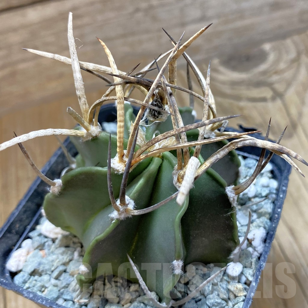 SH13857 Astrophytum crassispinum 'Buffalo'