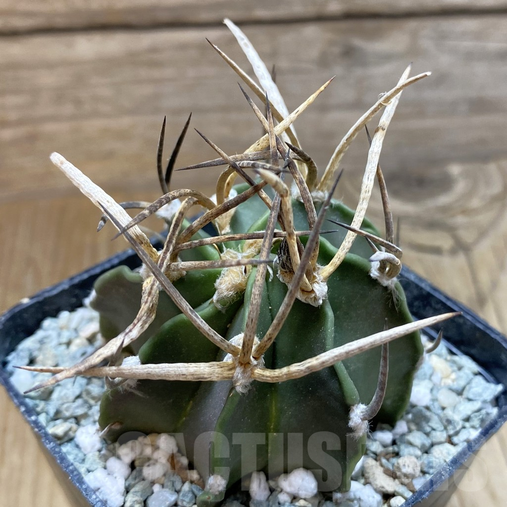 SH13857 Astrophytum crassispinum 'Buffalo' - Imagen 2