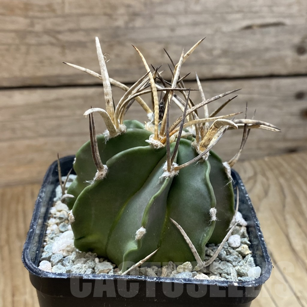 SH13857 Astrophytum crassispinum 'Buffalo' - Imagen 3