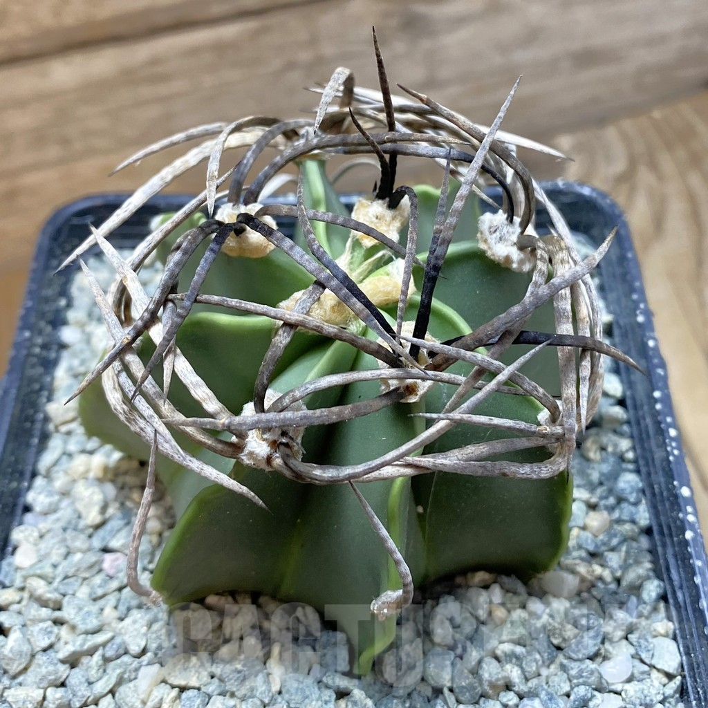 SH13859 Astrophytum crassispinum 'Buffalo'