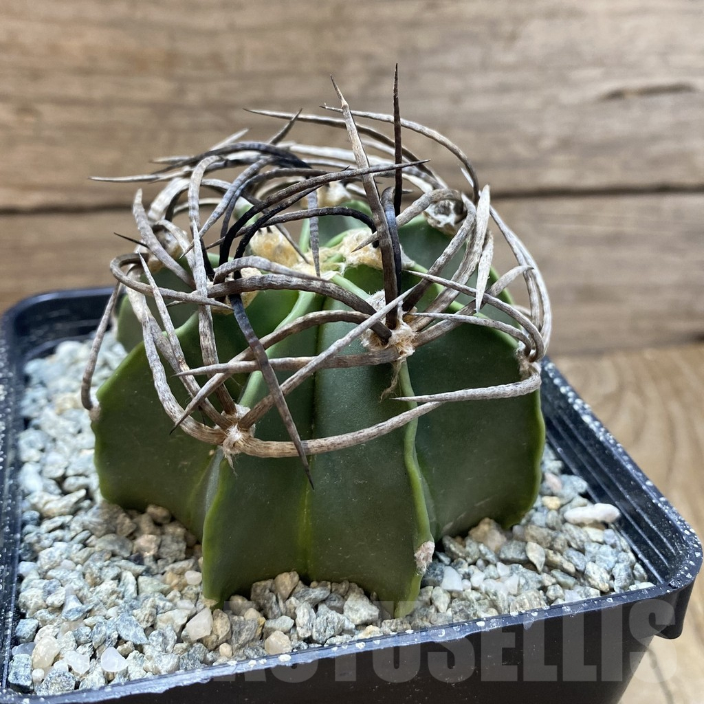 SH13859 Astrophytum crassispinum 'Buffalo' - Imagen 2