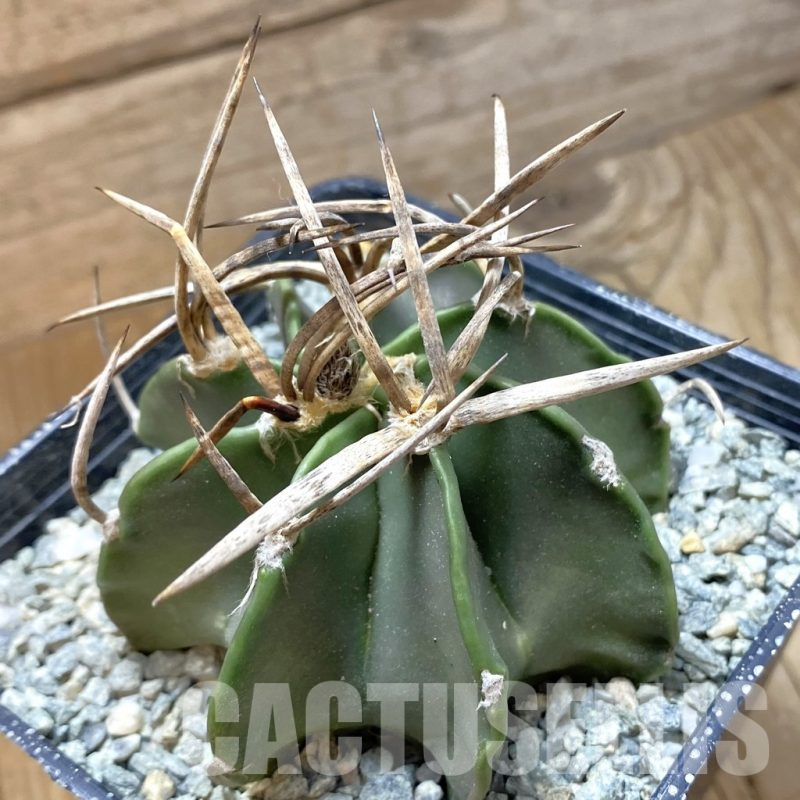 SH13860 Astrophytum crassispinum 'Buffalo'