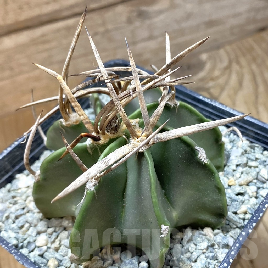 SH13860 Astrophytum crassispinum 'Buffalo'