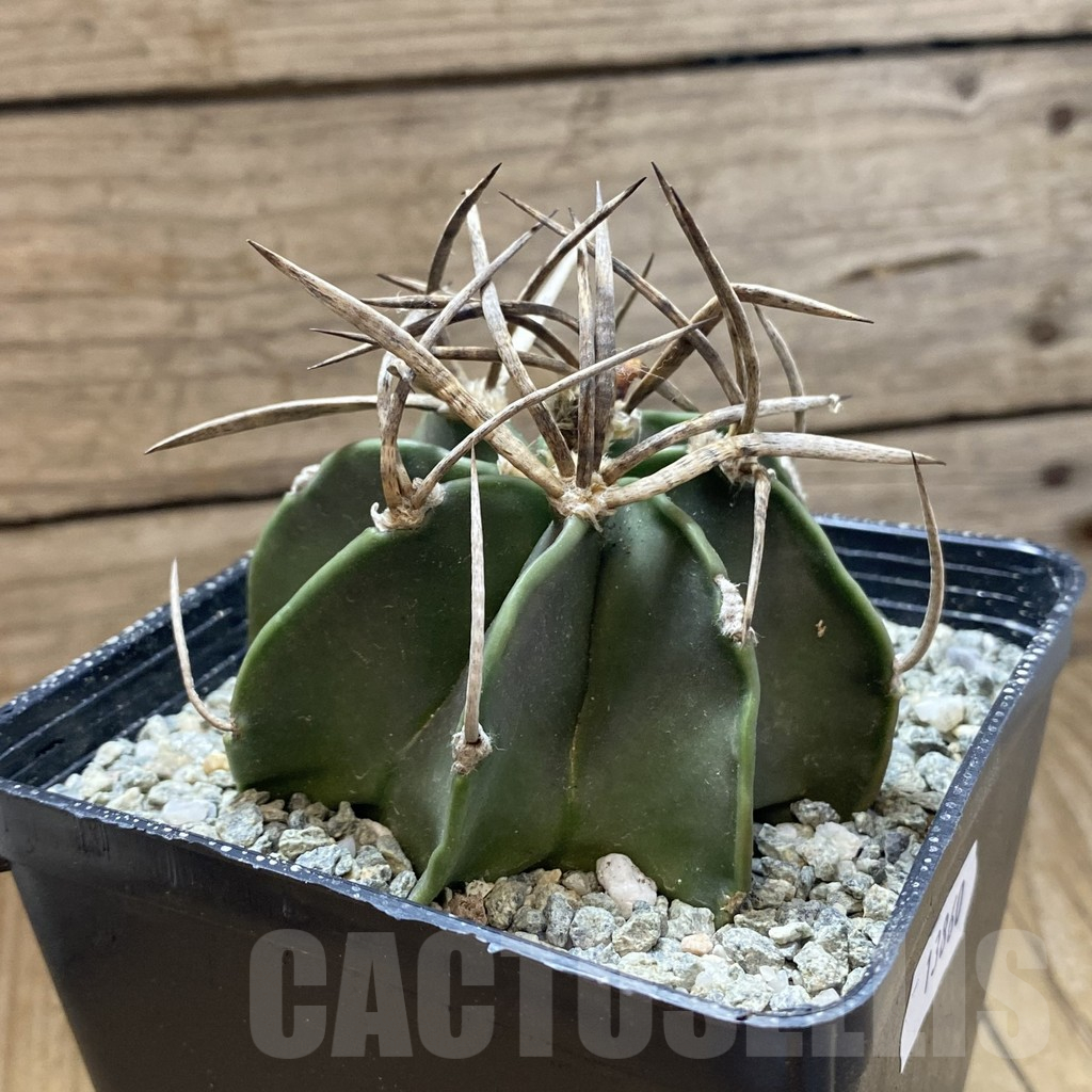 SH13860 Astrophytum crassispinum 'Buffalo' - Imagen 2