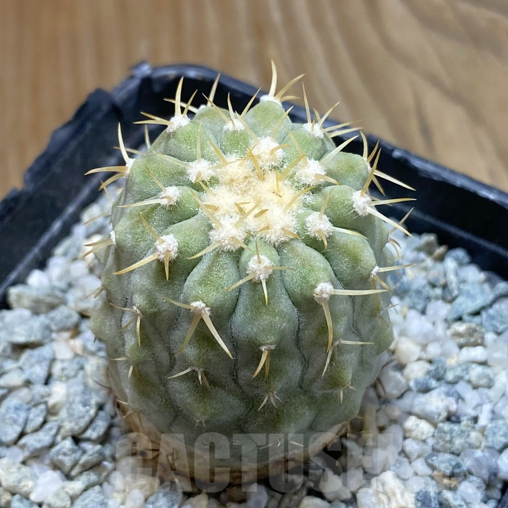 SH13861 Copiapoa cinerea v. columna-alba RUS 221 -Esmeralda-
