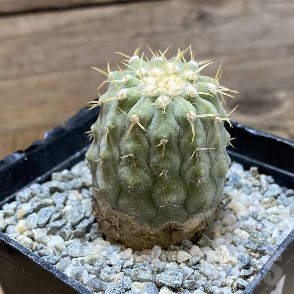 SH13861 Copiapoa cinerea v. columna-alba RUS 221 -Esmeralda- - Imagen 2