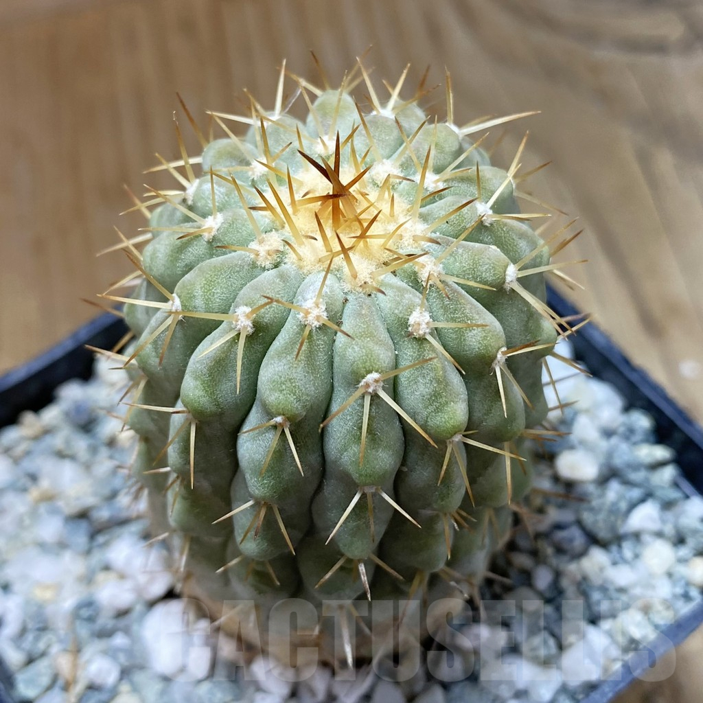 SH13862 Copiapoa cinerea v. columna-alba RUS 221 -Esmeralda-