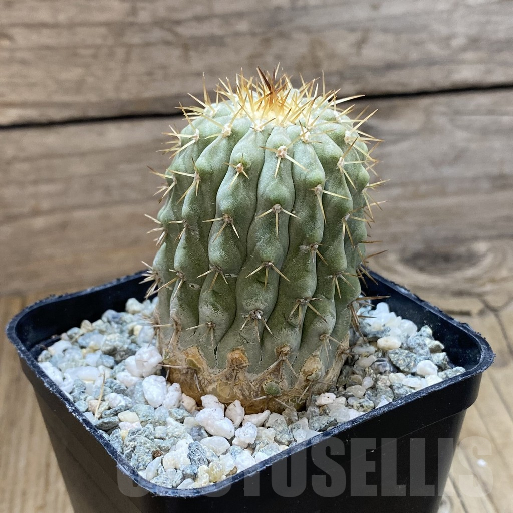 SH13862 Copiapoa cinerea v. columna-alba RUS 221 -Esmeralda- - Image 2