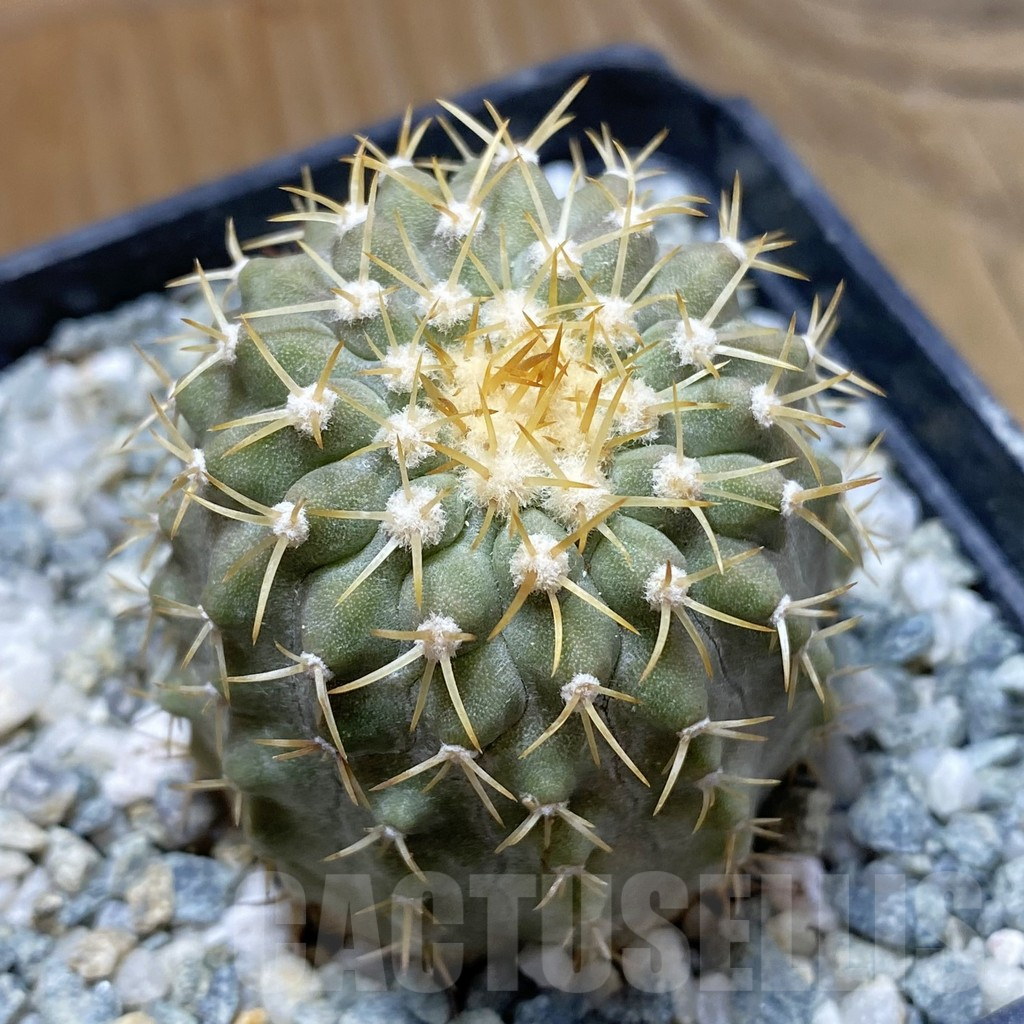 SH13863 Copiapoa cinerea v. columna-alba RUS 221 -Esmeralda-