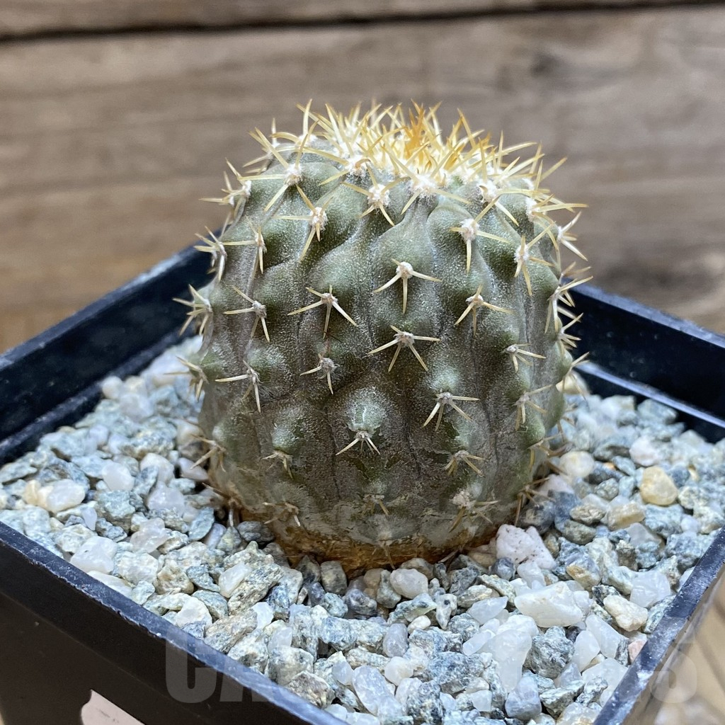 SH13863 Copiapoa cinerea v. columna-alba RUS 221 -Esmeralda- - Image 2