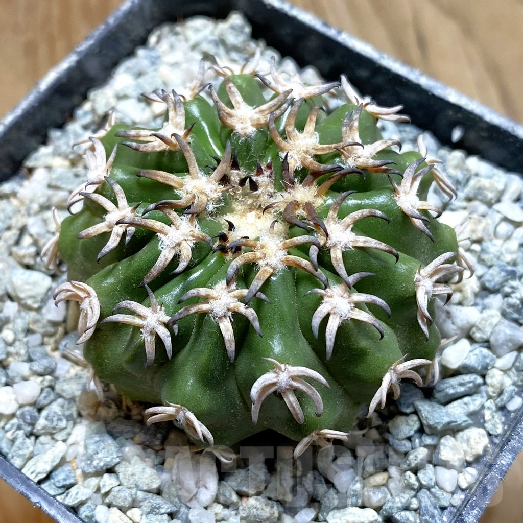 SH13864 Discocactus hybrid -Japan-