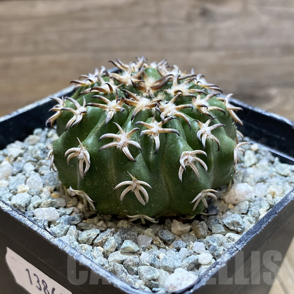 SH13864 Discocactus hybrid -Japan- - Image 2