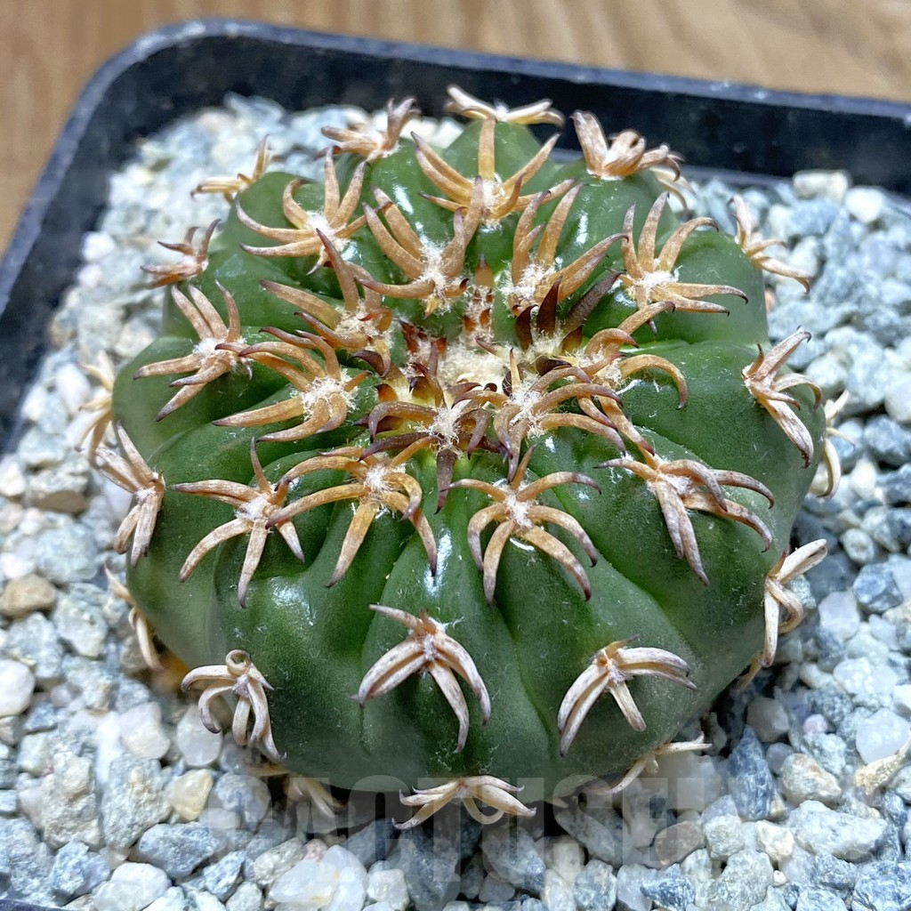 SH13865 Discocactus hybrid -Japan-