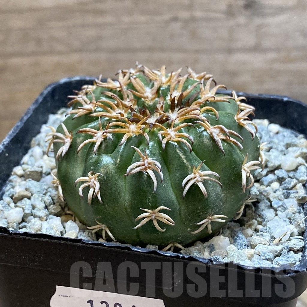SH13865 Discocactus hybrid -Japan- - Image 2