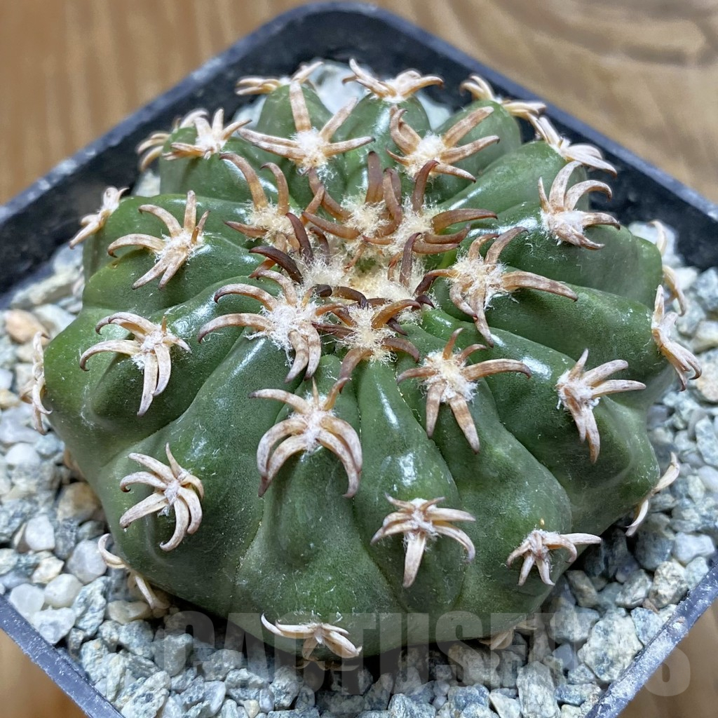 SH13867 Discocactus hybrid -Japan-