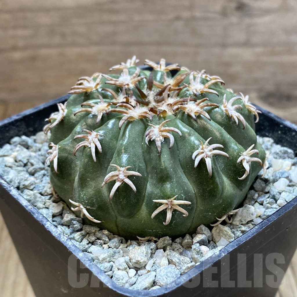 SH13867 Discocactus hybrid -Japan- - immagine 2