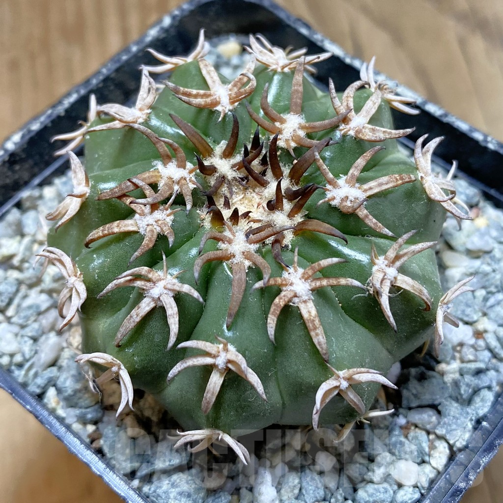 SH13868 Discocactus hybrid -Japan-
