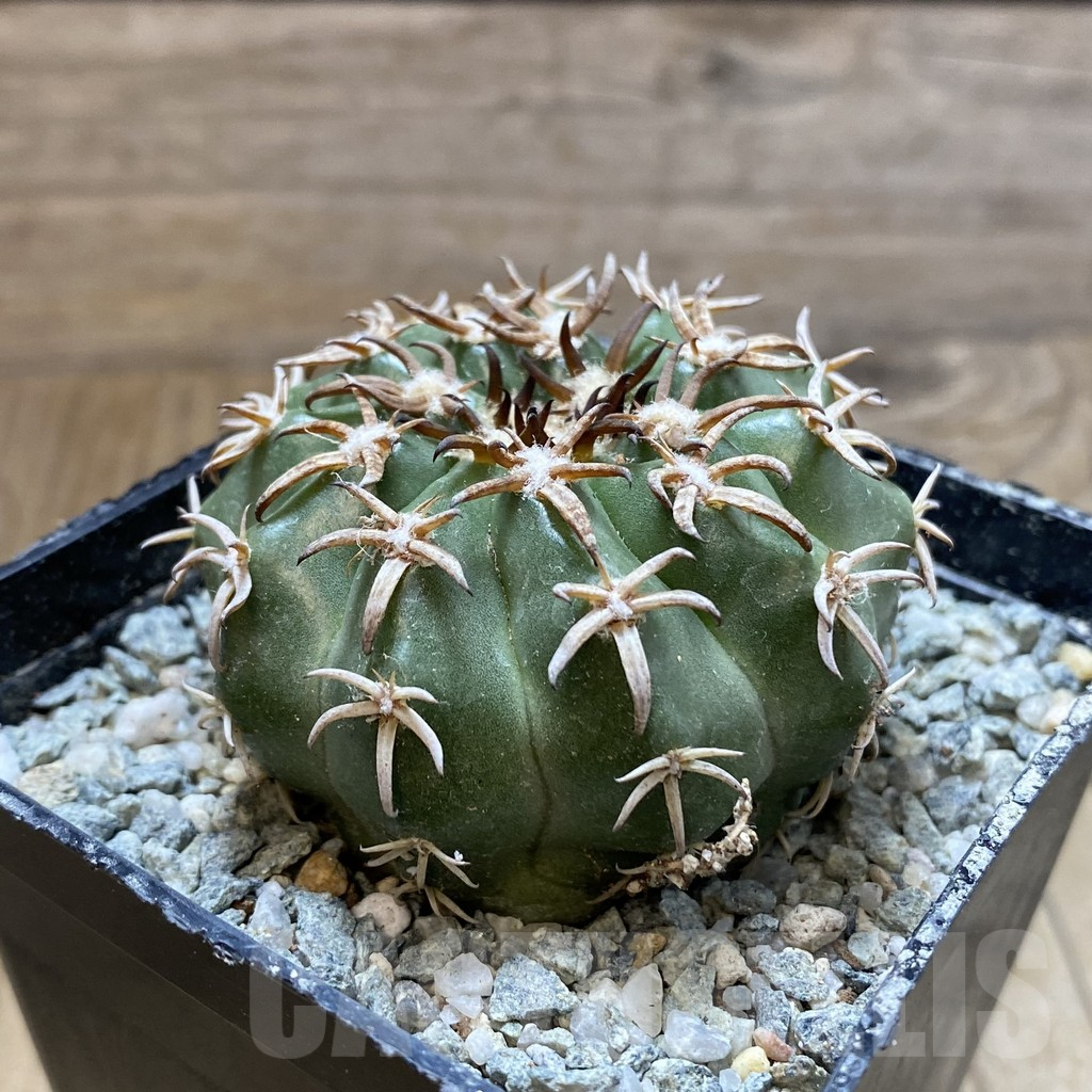 SH13868 Discocactus hybrid -Japan- - Image 2