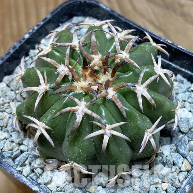 SH13869 Discocactus hybrid -Japan-