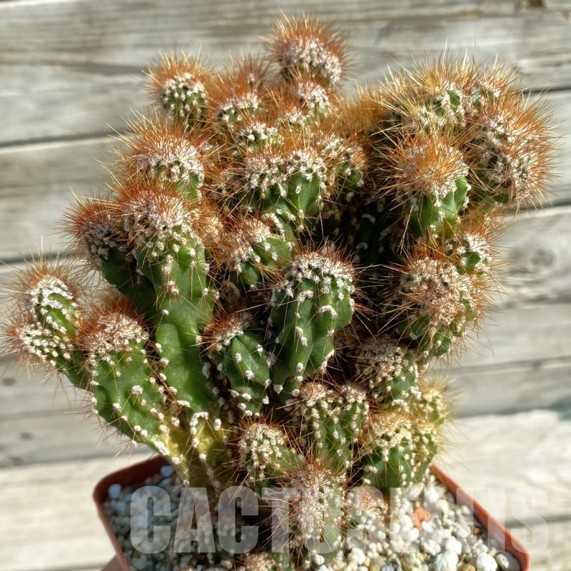 SH13808 Cereus peruvianus f. mostruosa