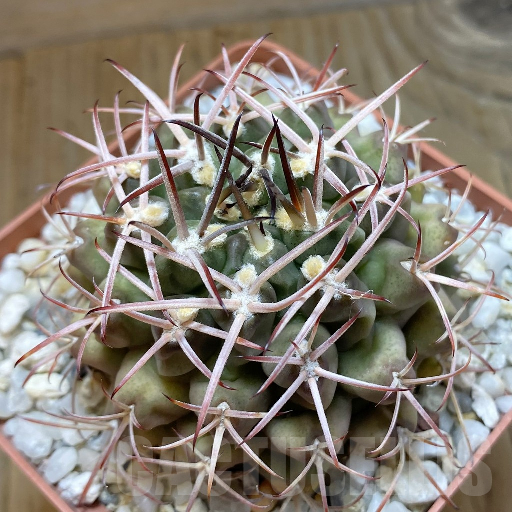 SH13816 Gymnocalycium delaetii old 8 years