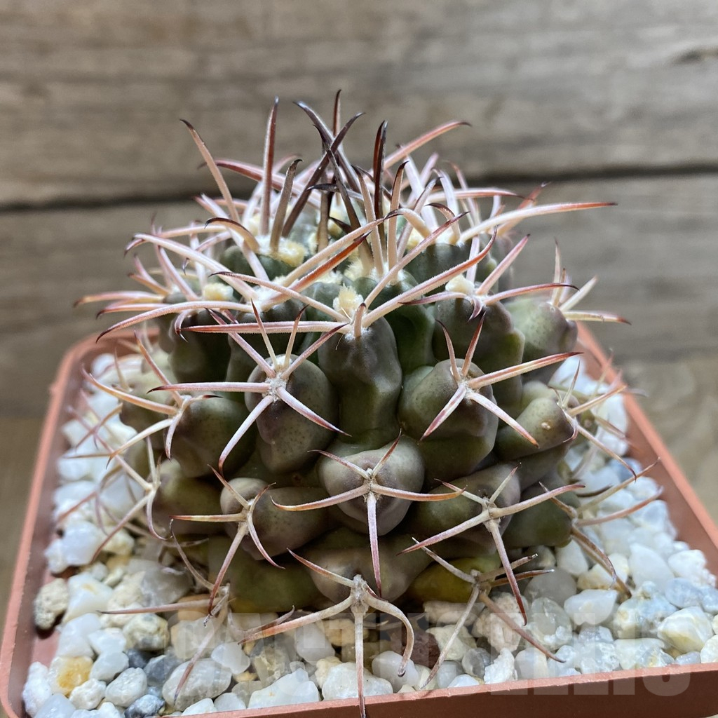 SH13816 Gymnocalycium delaetii old 8 years - 画像 (2)