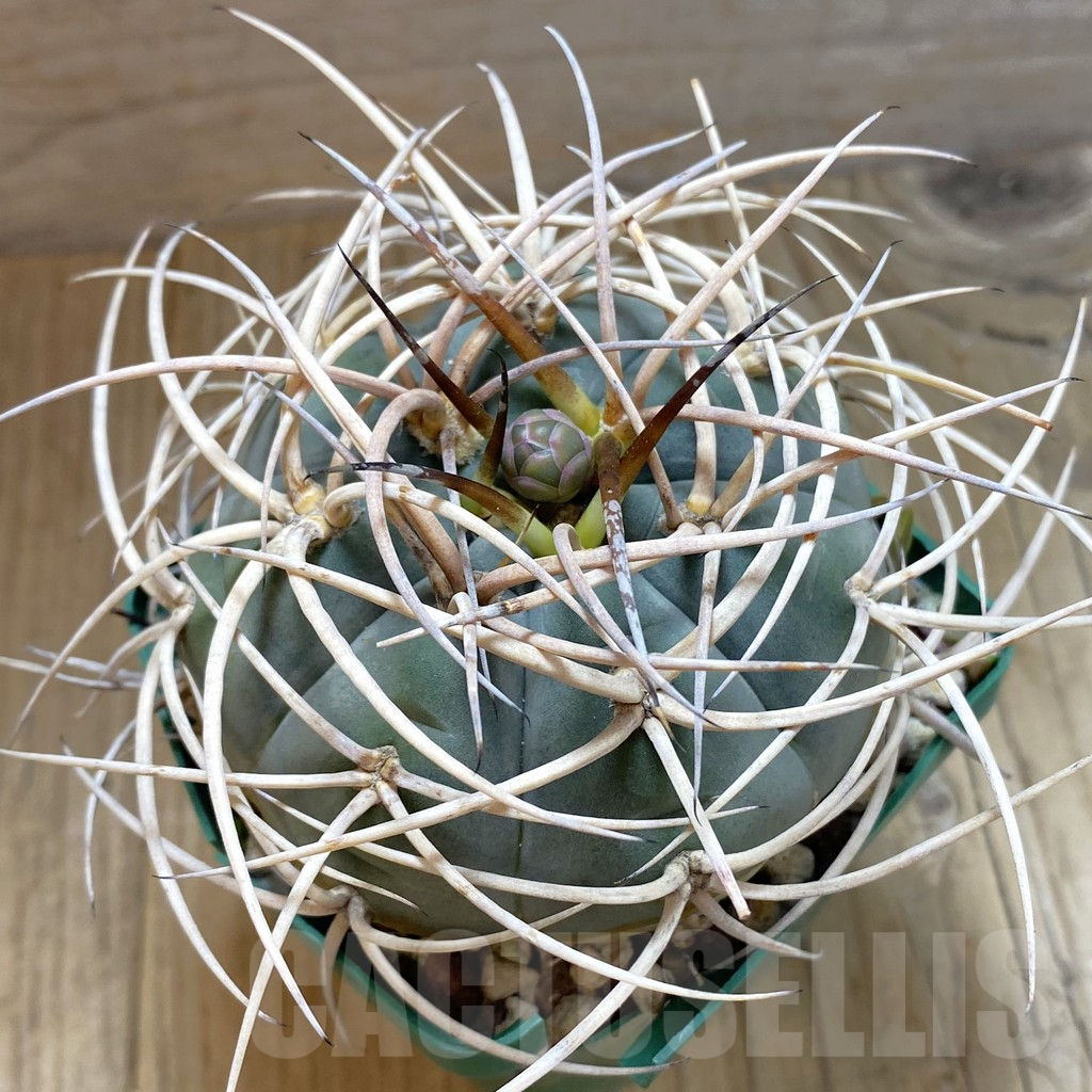 SH13817 Gymnocalycium cardenasianum old 10 years