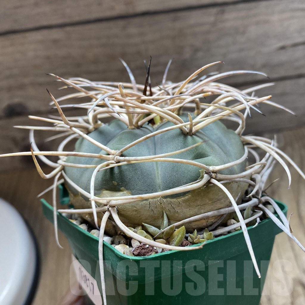 SH13817 Gymnocalycium cardenasianum old 10 years - Image 2