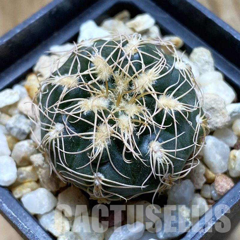 SH13818 Gymnocalycium bruchii