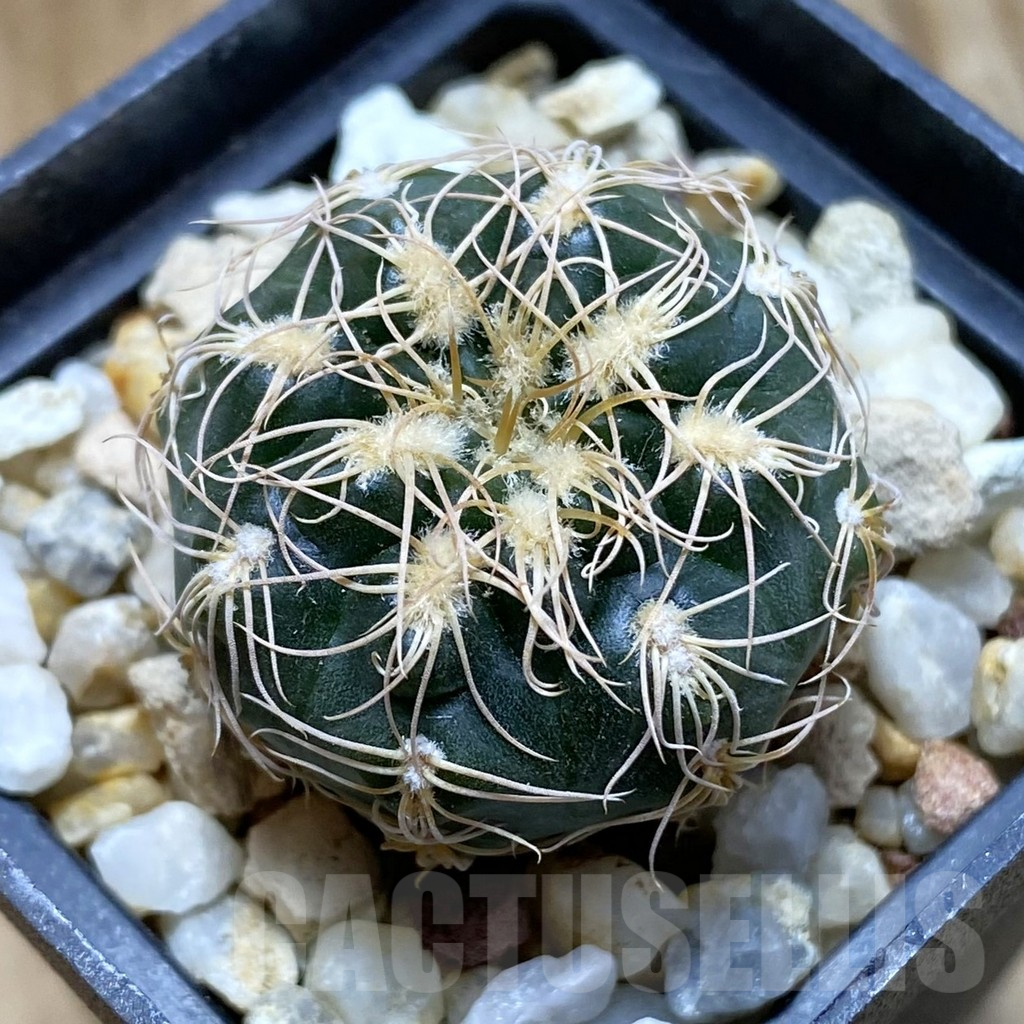 SH13818 Gymnocalycium bruchii