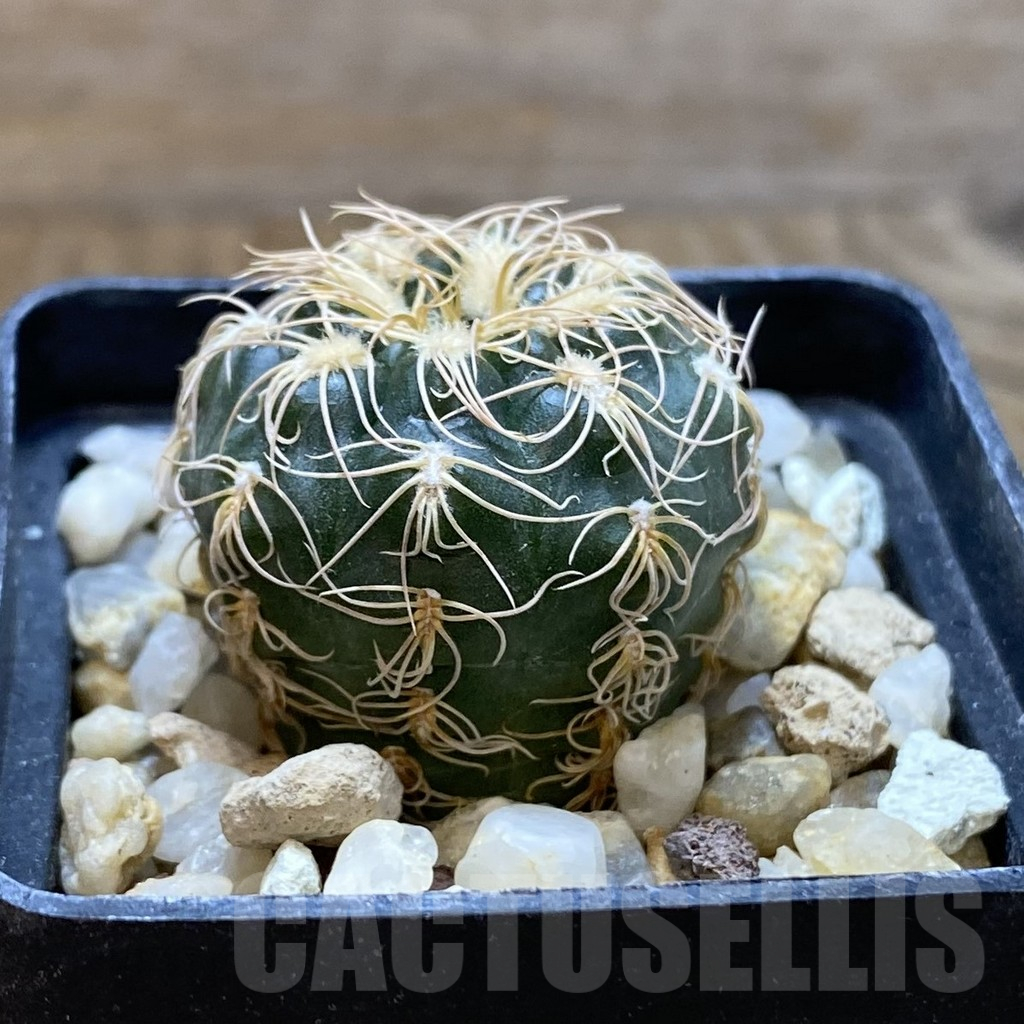 SH13818 Gymnocalycium bruchii - Image 2