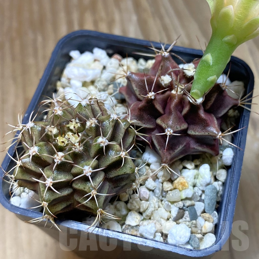 SH13819 Gymnocalycium mihanovichii mix, 2 plants
