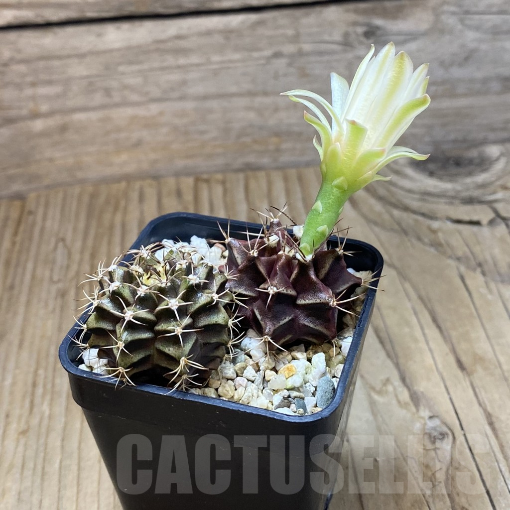SH13819 Gymnocalycium mihanovichii mix, 2 plants - immagine 2