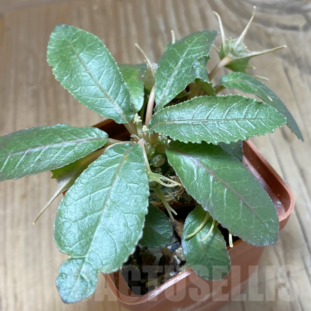 SH13822 Dorstenia foetida, flat form
