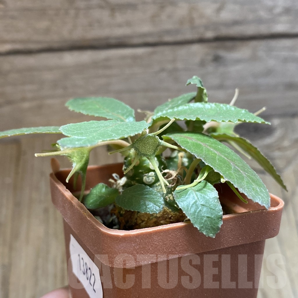 SH13822 Dorstenia foetida, flat form - Image 2