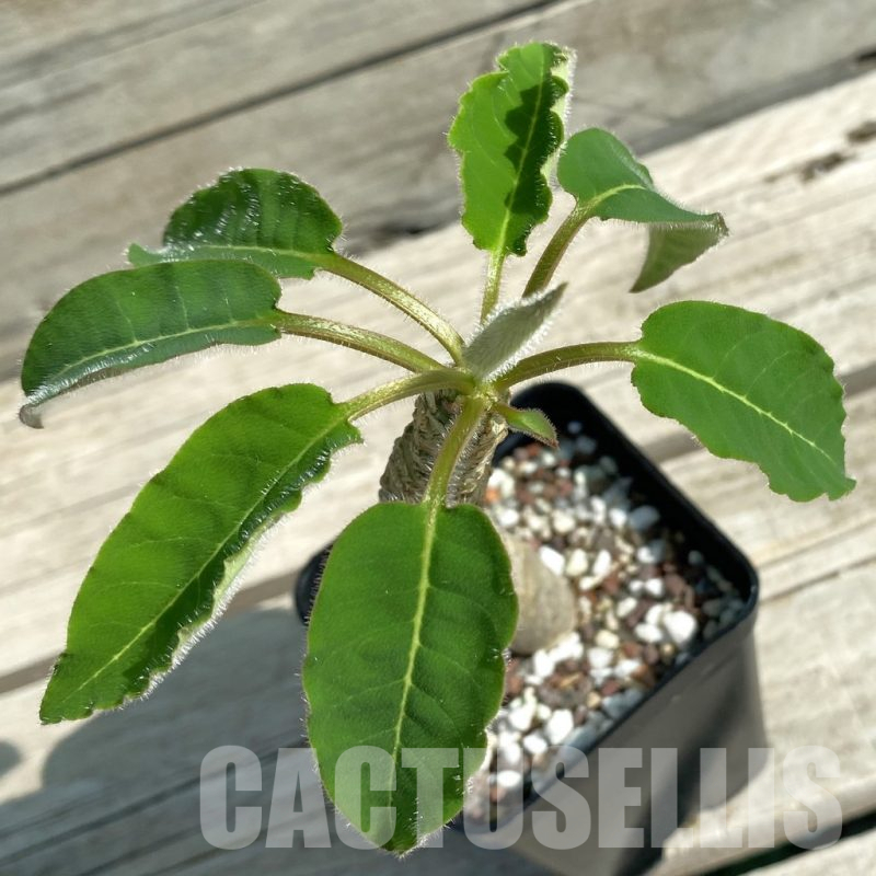 SH13823 Euphorbia ankarensis